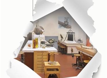 Poster Cabinet de curiosité