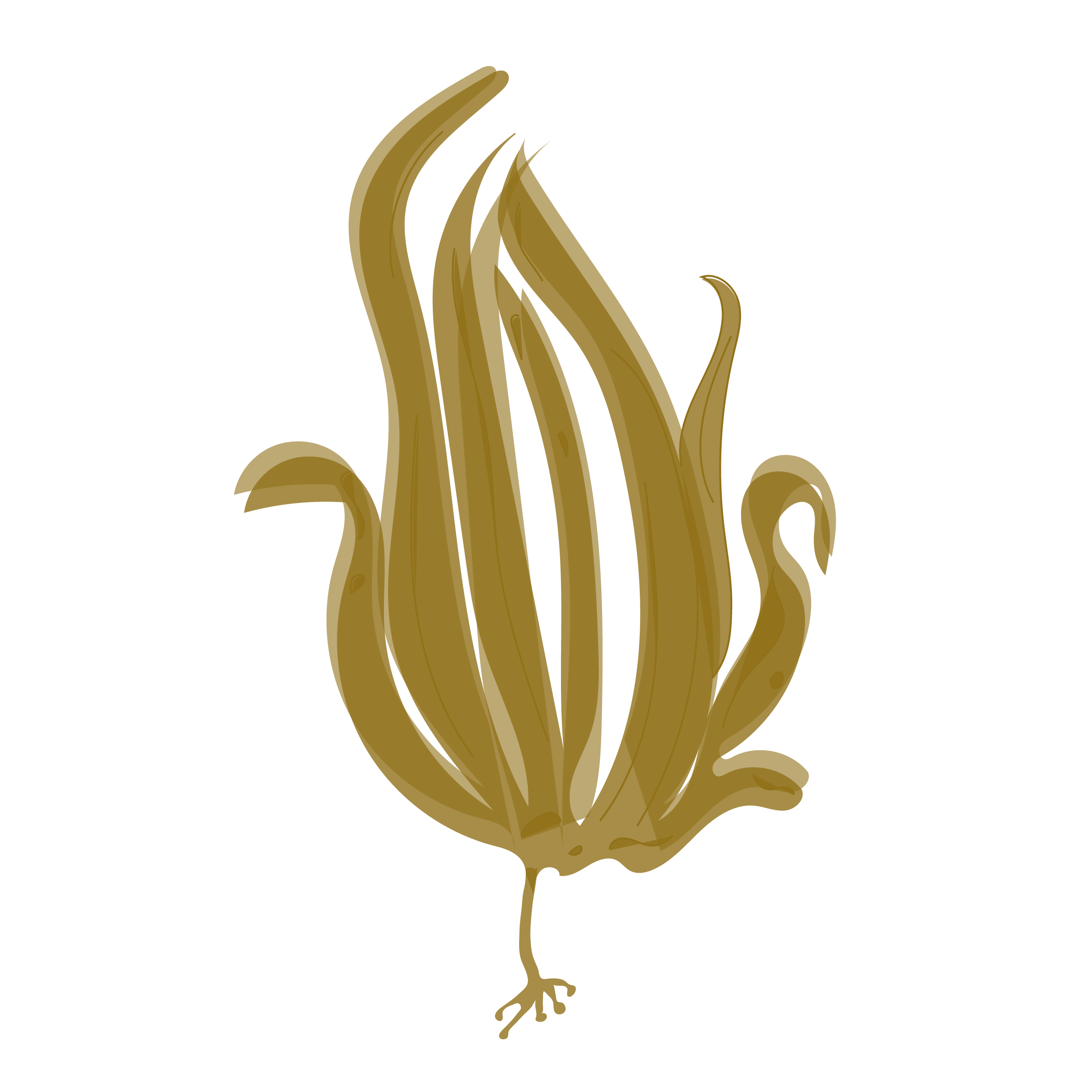 Kombu breton