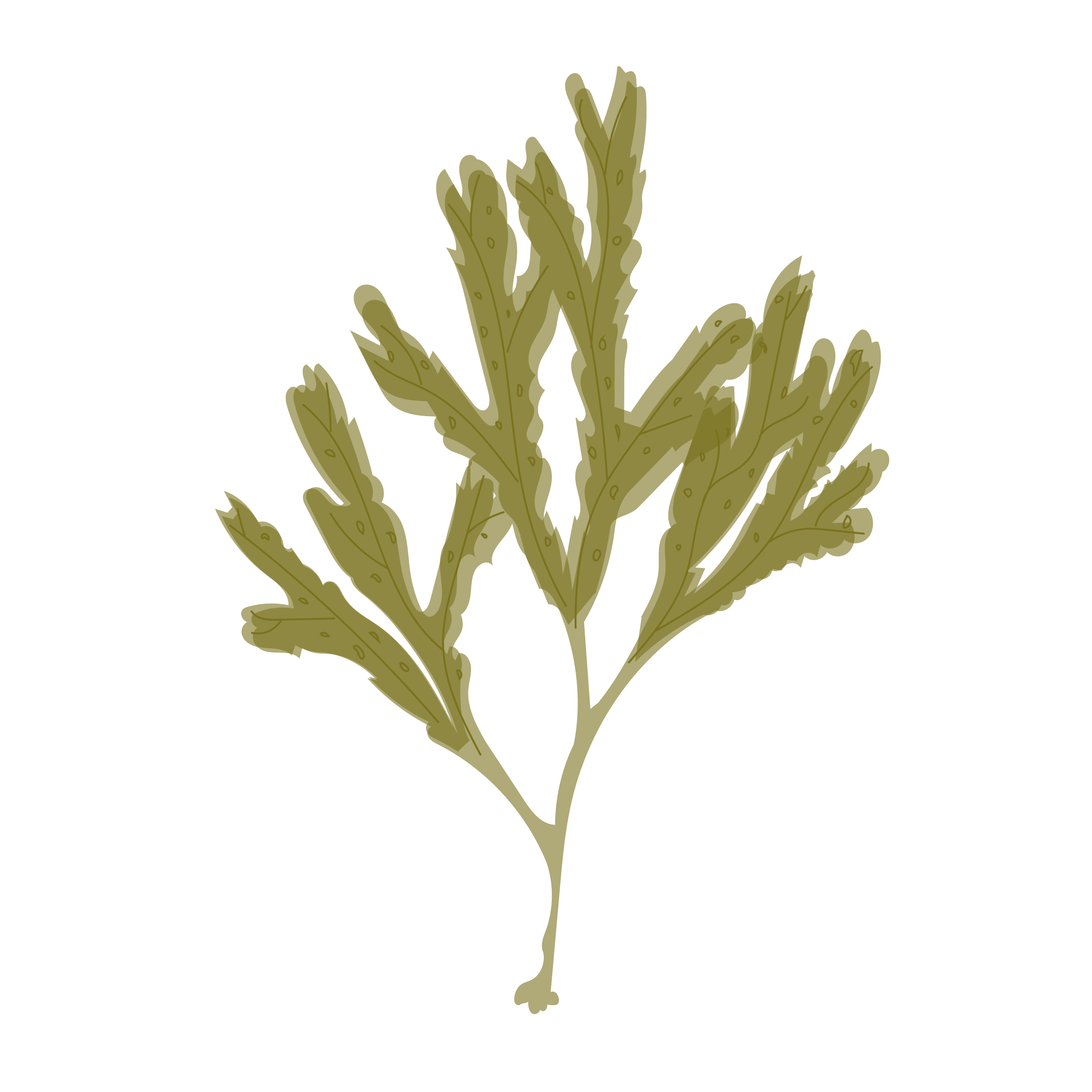 Fucus dentelé