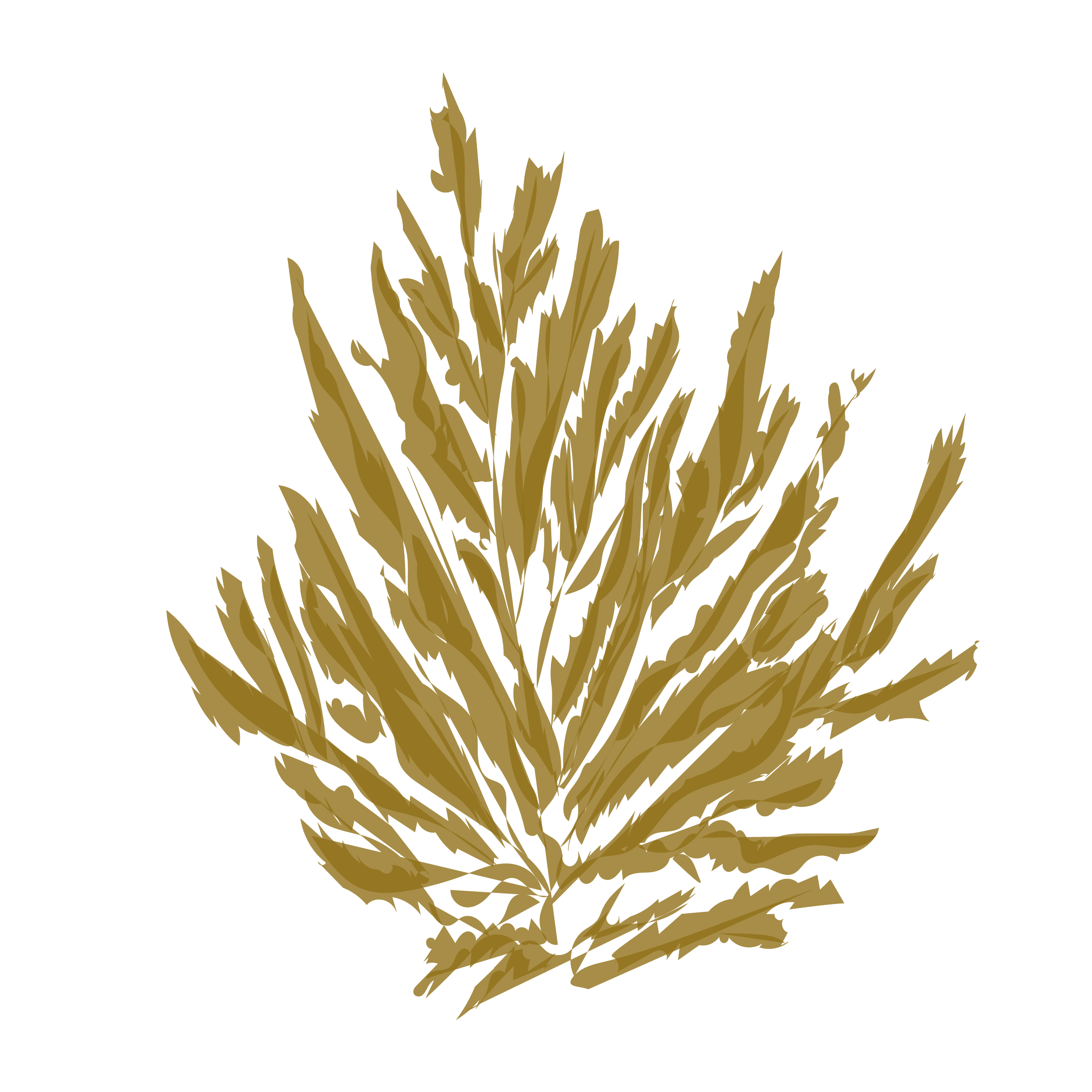 Ectocarpale