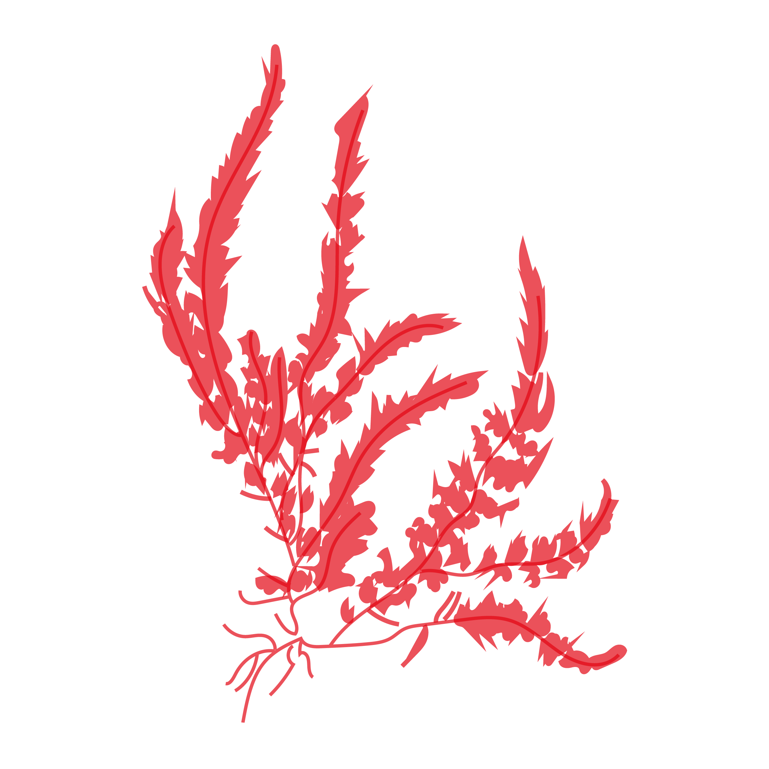 Asparagopsis