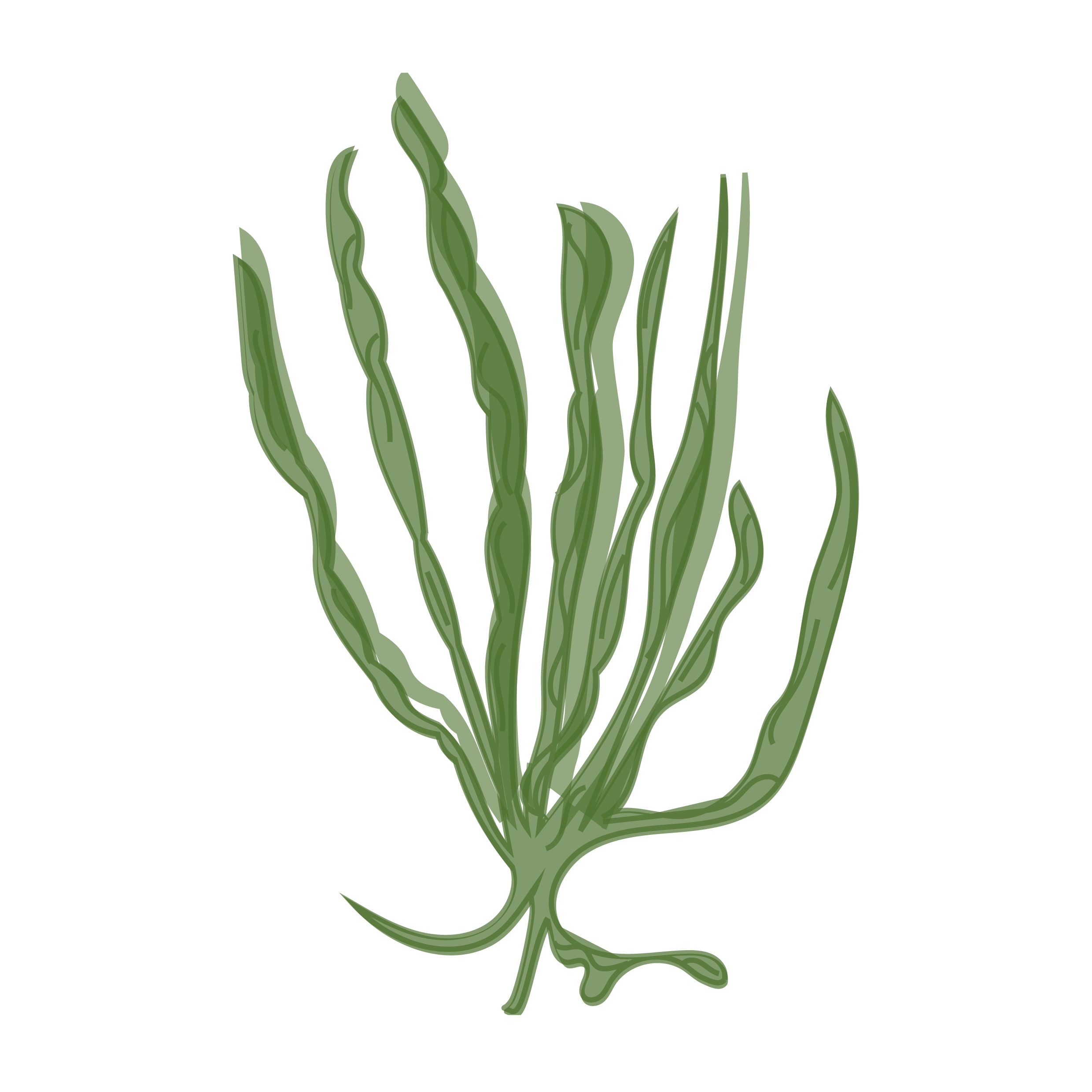Ao-nori
