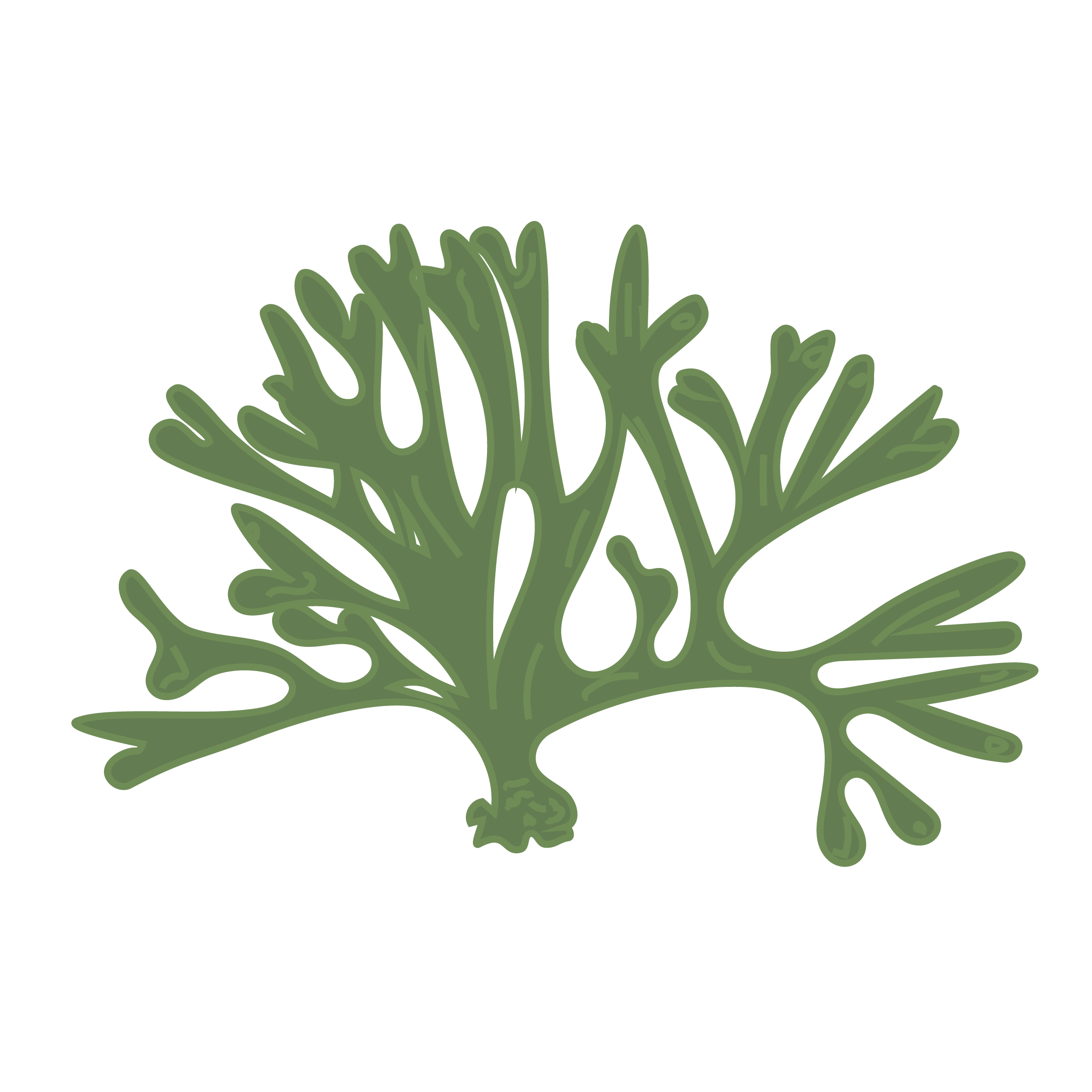 Codium