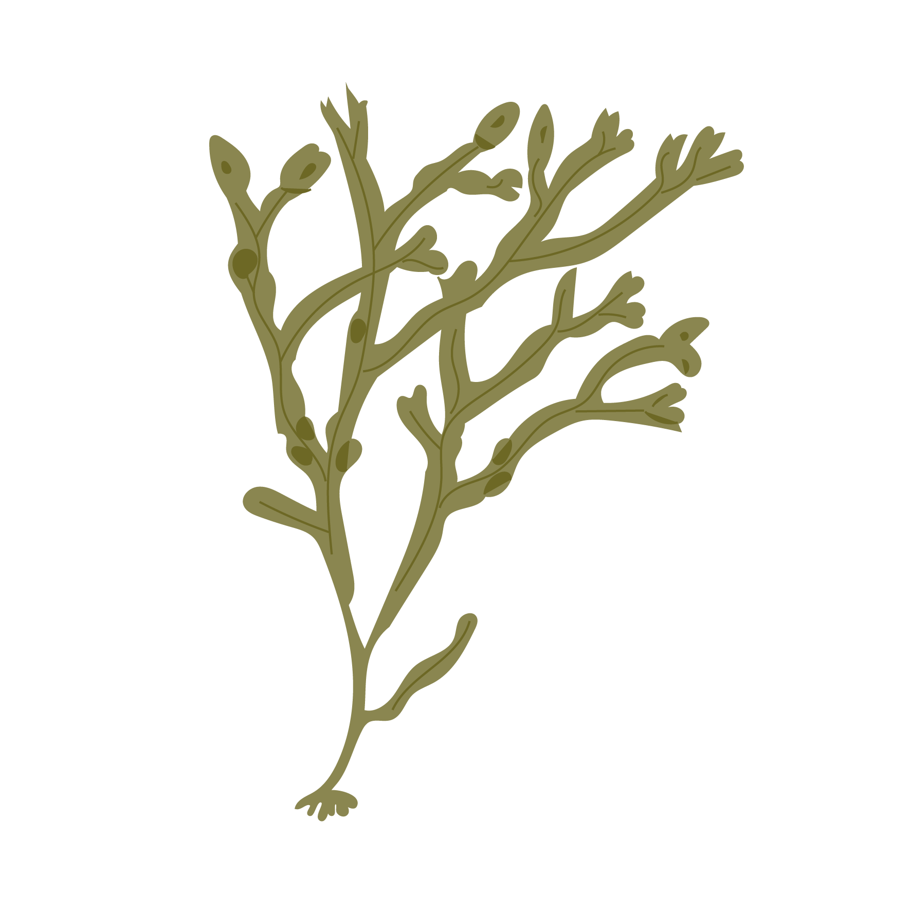 Fucus vésiculeux
