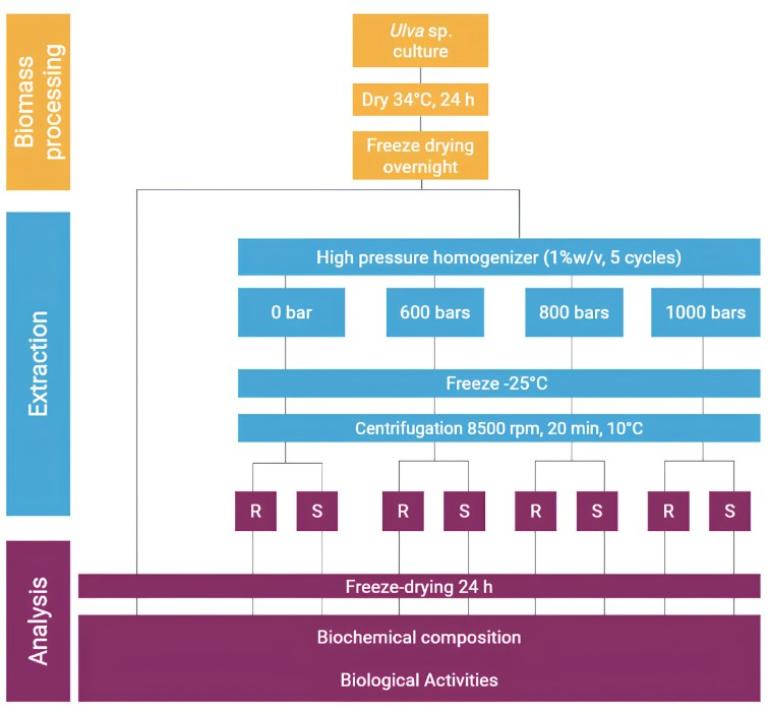 Article Frontiers - Anna Deniel Luque