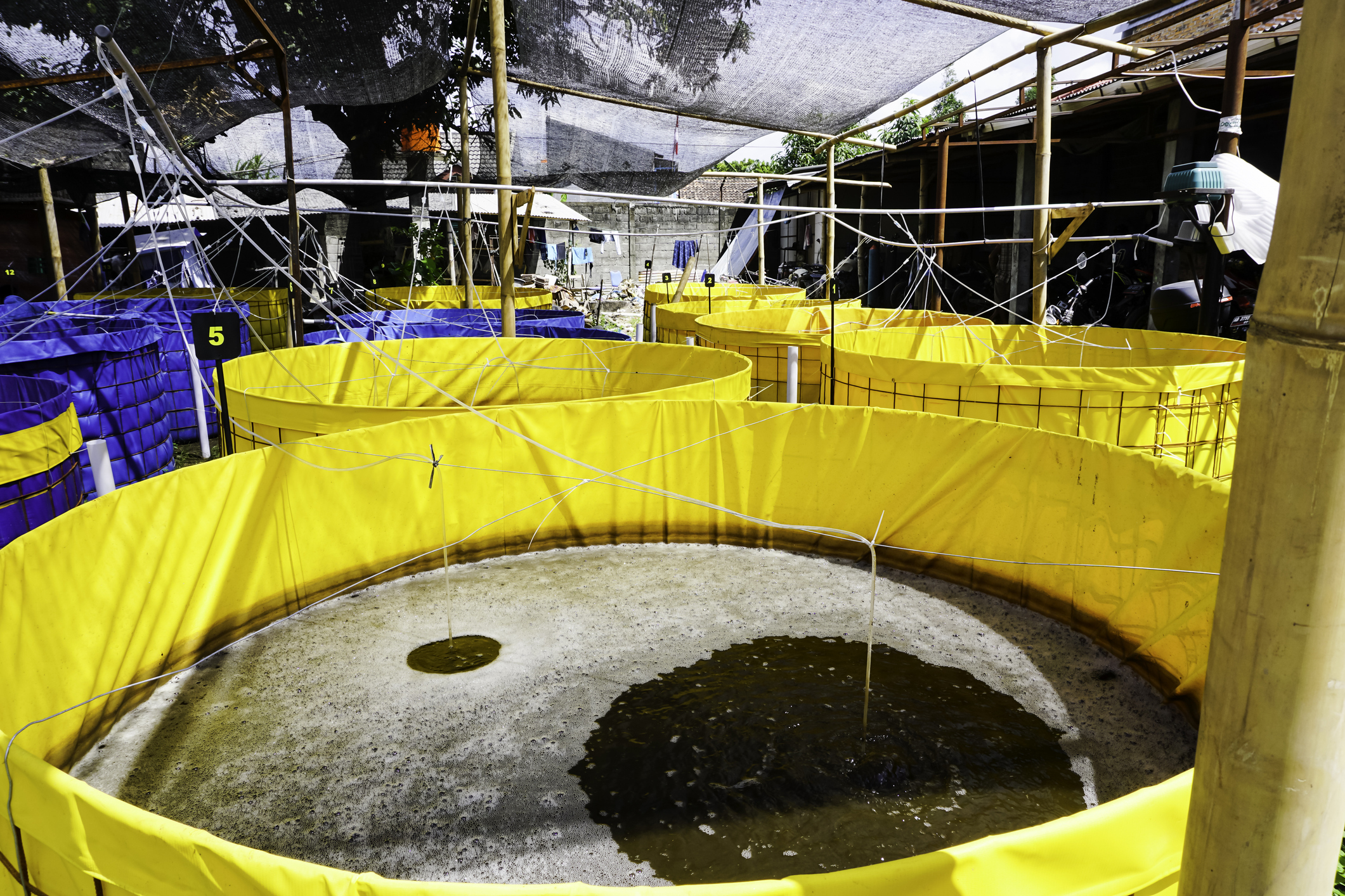 Aquaculture de crevettes