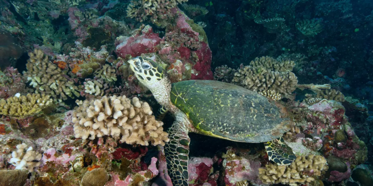 L’apport majeur des espèces fondatrices pour la biodiversité côtière quantifié pour la première fois