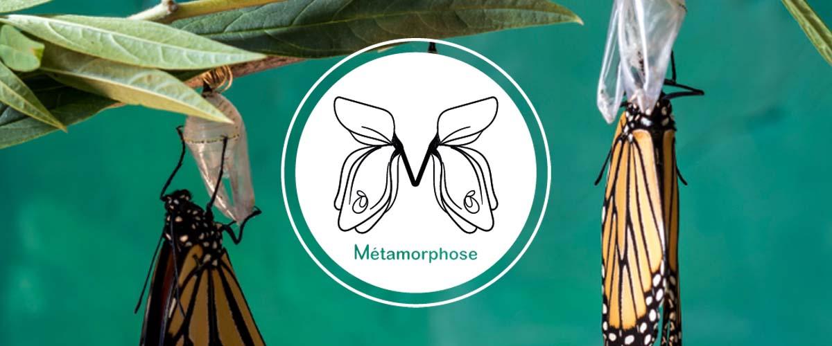 visuel métamorphose